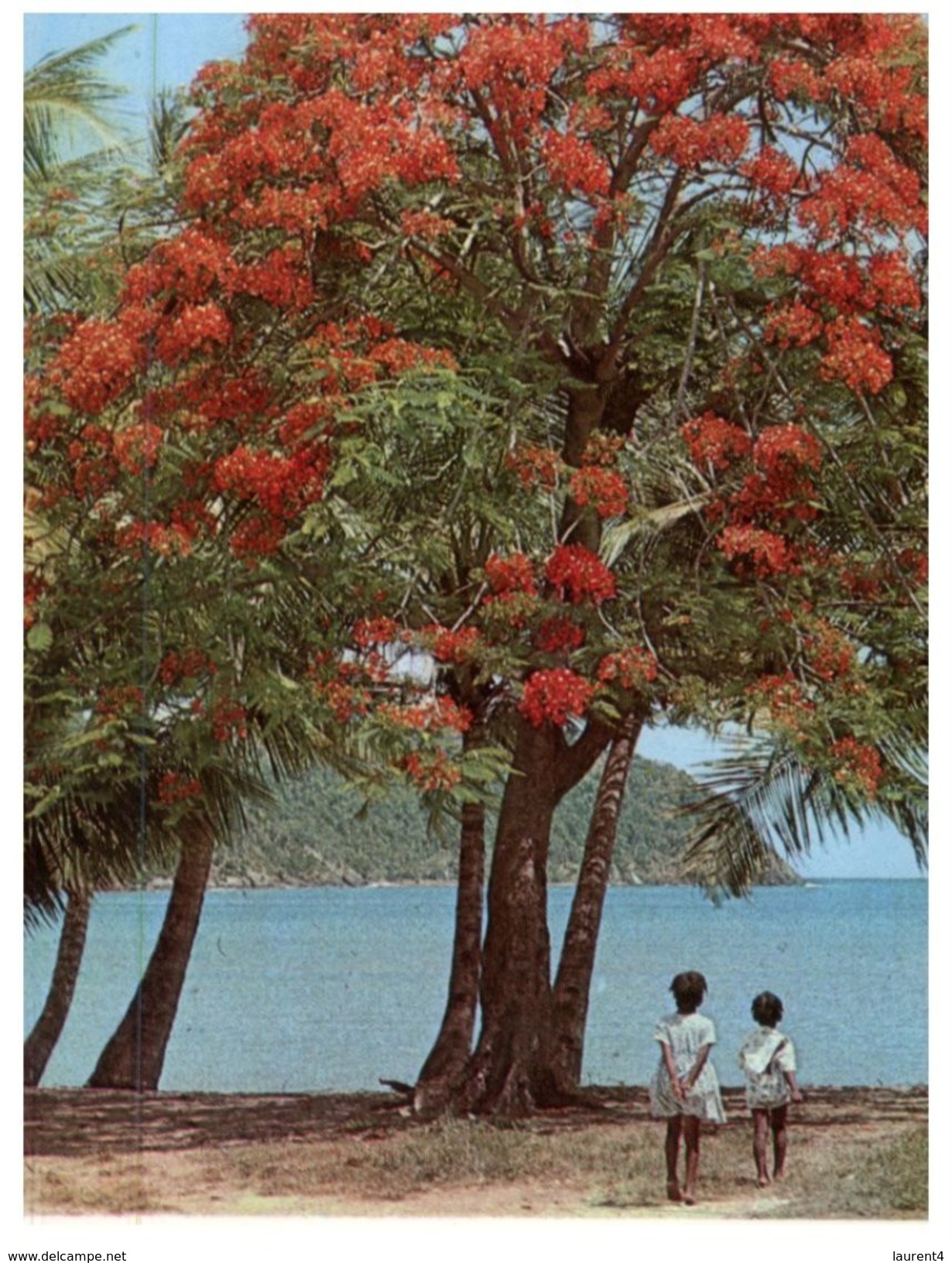 (M+S 105) Antgua - Flamboyant Tree - Antigua Und Barbuda