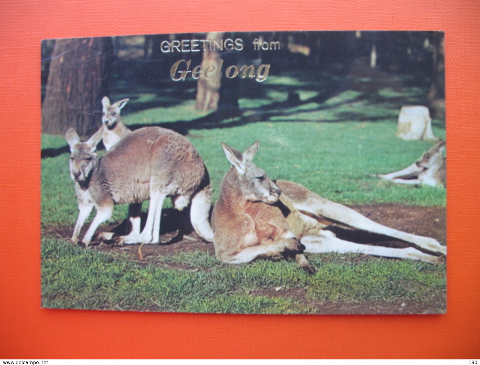 Greetings From Geelong.Red Kangaroo - Geelong