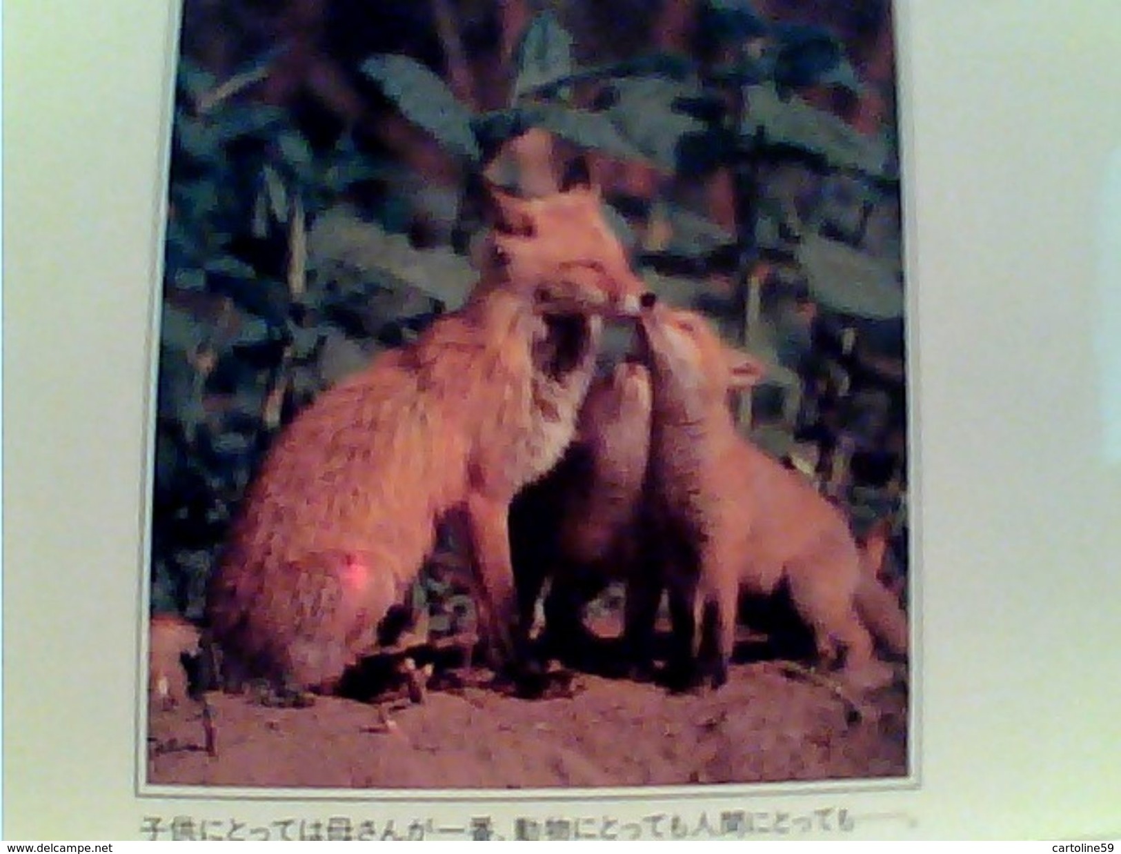 VOLPE ROSSA FOX REED ASIA  JAPAN   V1985 GD14608 - Autres & Non Classés