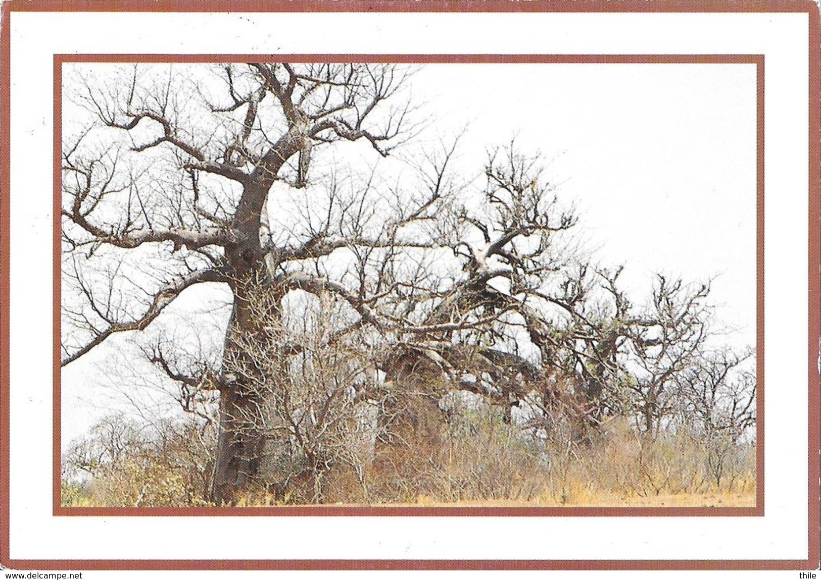 Burkina Faso - Baobabs - Burkina Faso