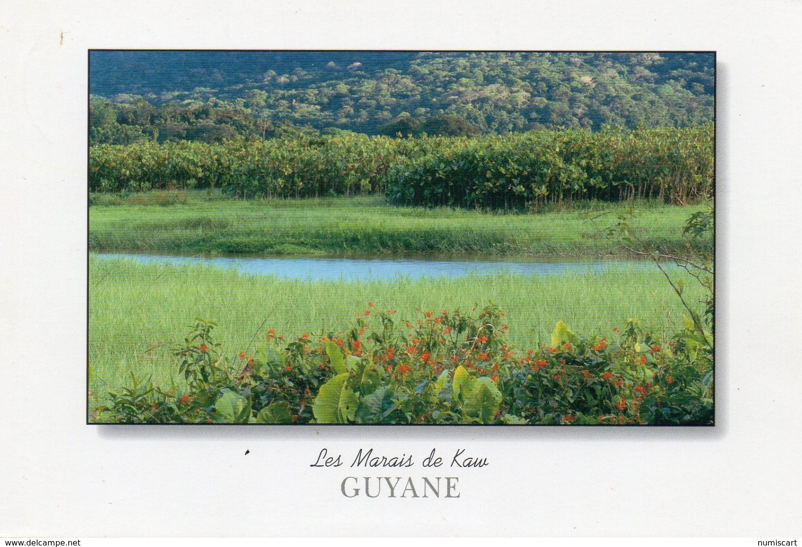 Guyane Régina Kaw Le Marais De Kaw - Autres & Non Classés