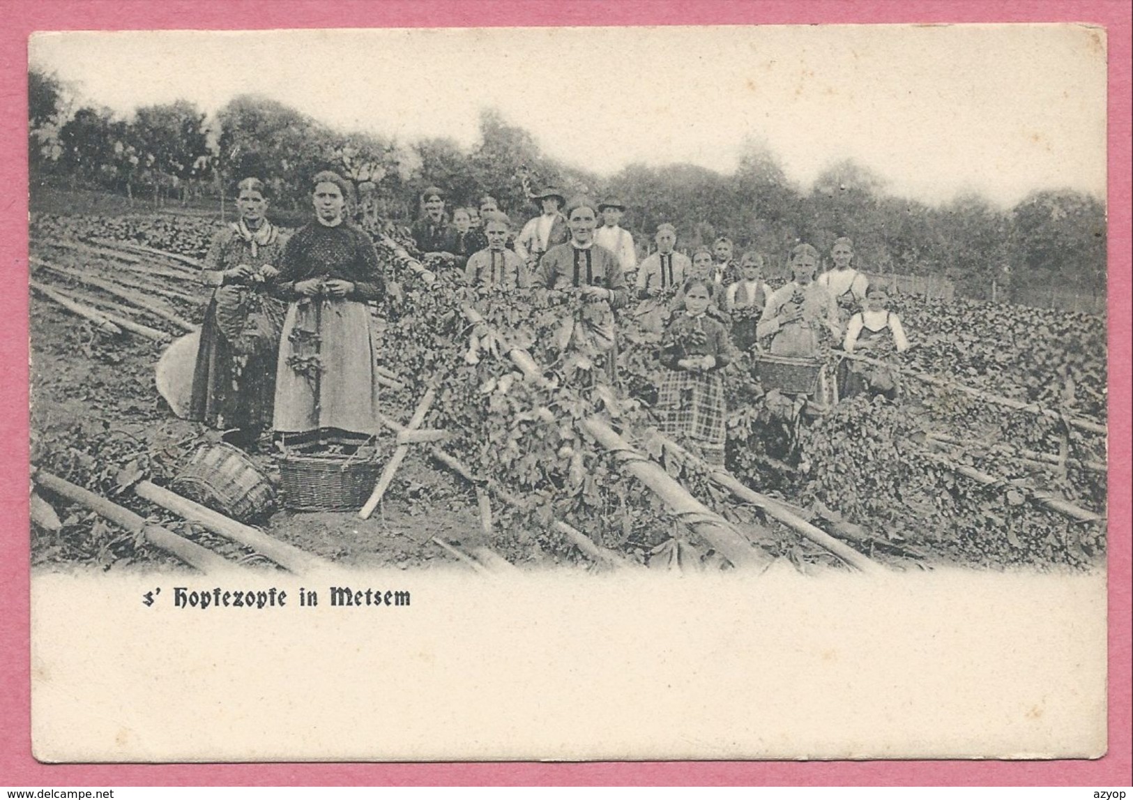 67 - MIETESHEIM - METSEM - S' Hopfezopfe - Récolte Du Houblon - Houblonnière - Altri & Non Classificati