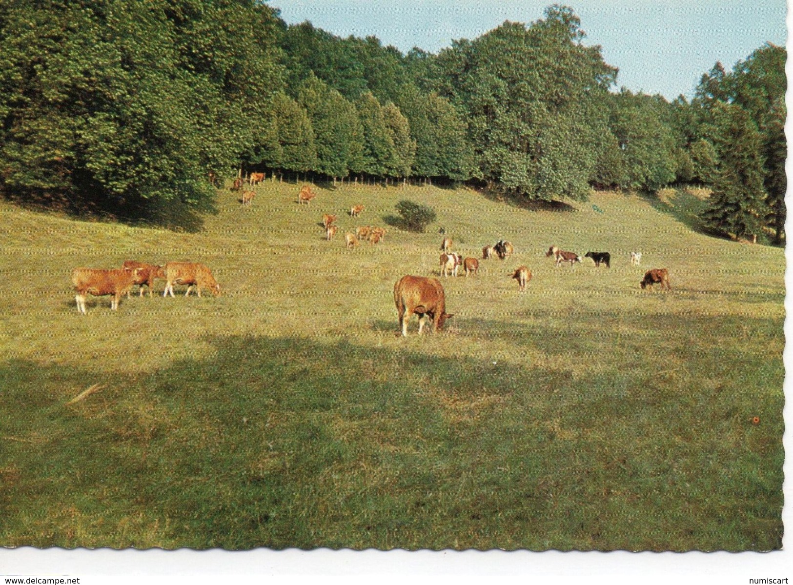 Vaches Animaux Troupeau De Vaches Paturages - Cows