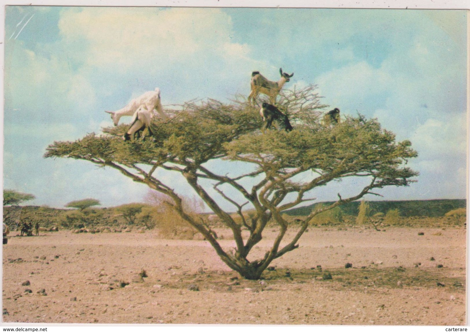 Afrique De L´est,DJIBOUTI,CHEVRE,CHEVRES,EQUILIBRISTE POUR SE NOURIR - Djibouti