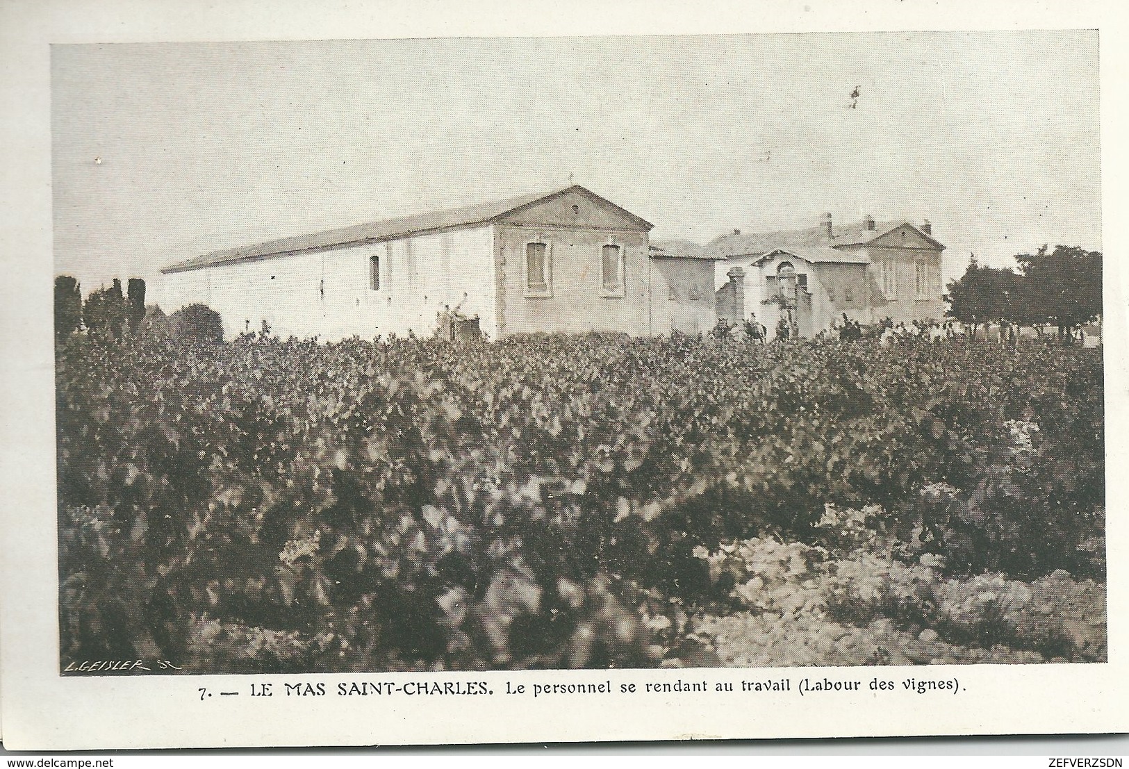 30 GARD JONQUIERES ST SAINT VINCENT MONTFRIN VERGEZE CHATEAUNEUF DU PAPE COMPS AGRICULTURE METIER  VENDANGES VIGNE - Vergèze