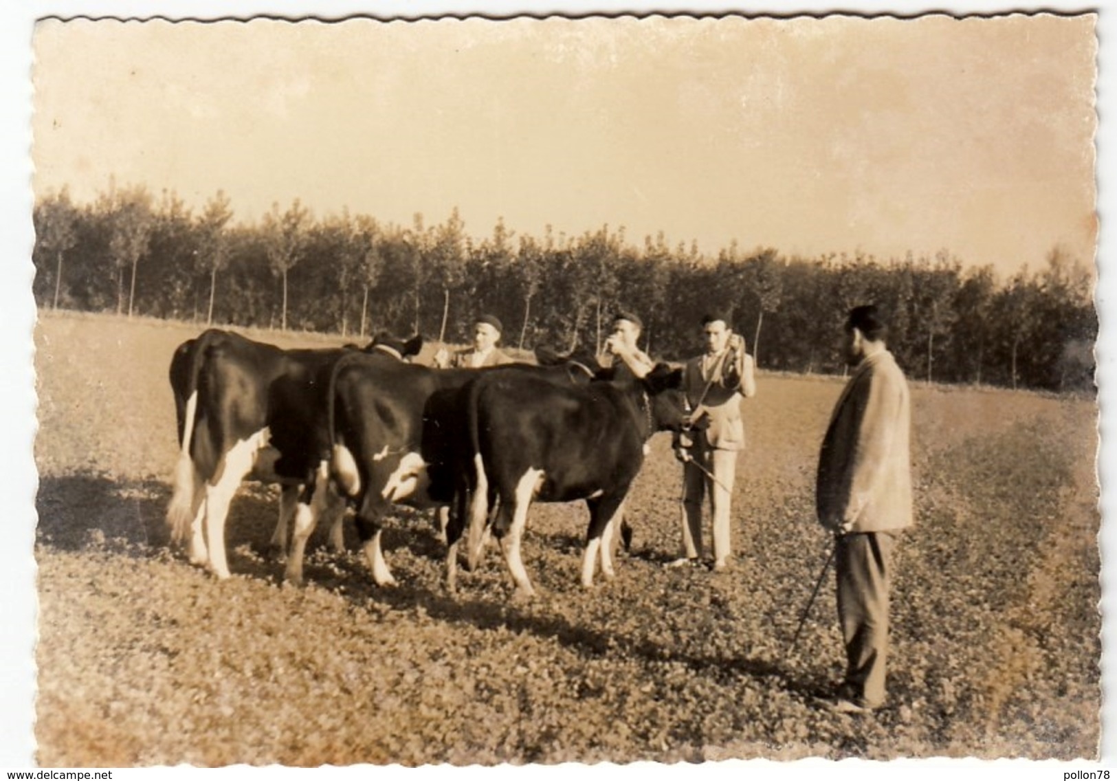 AGRICOLTURA - ALLEVAMENTO BESTIAME - VACCHE - Vedi Retro - Mestieri