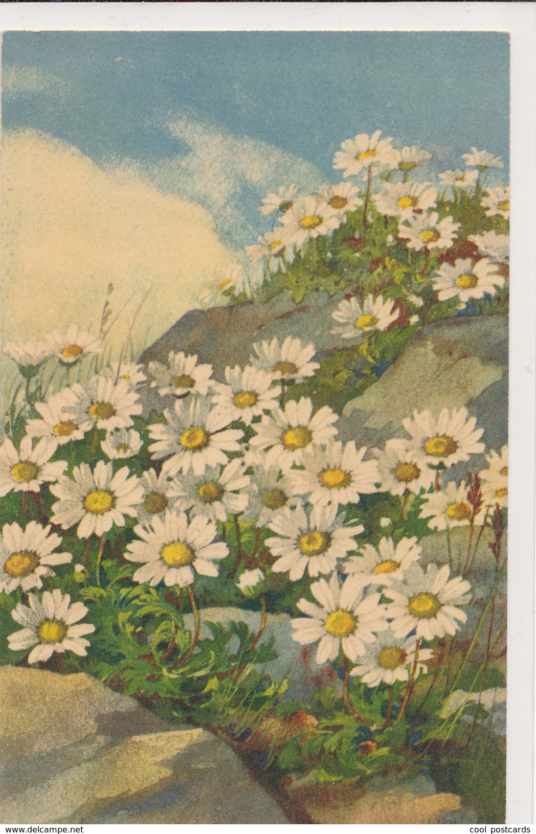 A. HALLER, FLOWERS. DAISIES, NM Cond. PC, Unused - Haller, A.