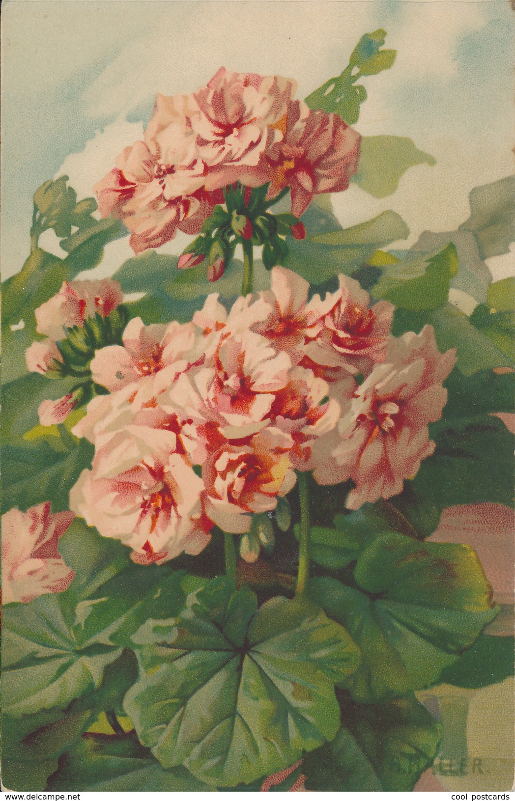 A. HALLER, FLOWERS, PELARGONIUM, MEISSNER & BUCH, EX Cond. PC, Used, 1915 - Haller, A.