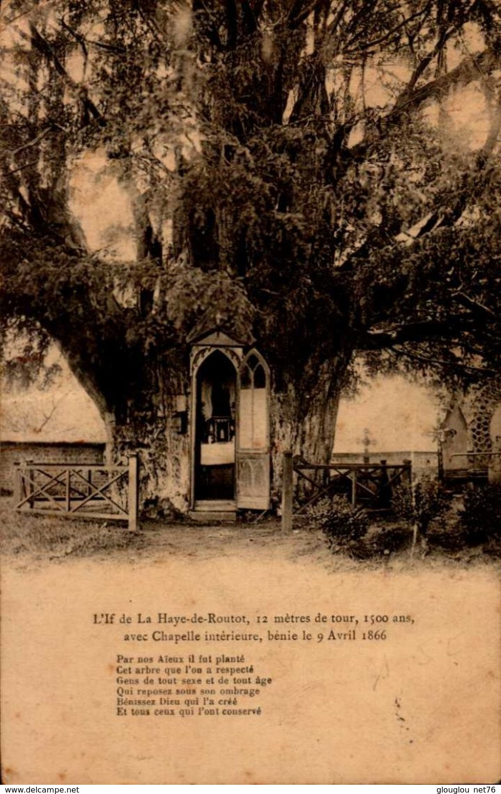 27-L'IF DE LA HAYE DE ROUTOT AVEC CHAPELLE INTERIEURE. ...CPA - Autres & Non Classés