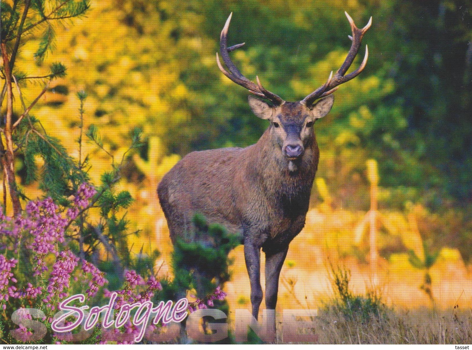 Lot De 2 CPM : Zoo Parc Animalier Du Boutissaint Et Cerf De Sologne Voir 2 SCANS - Autres & Non Classés