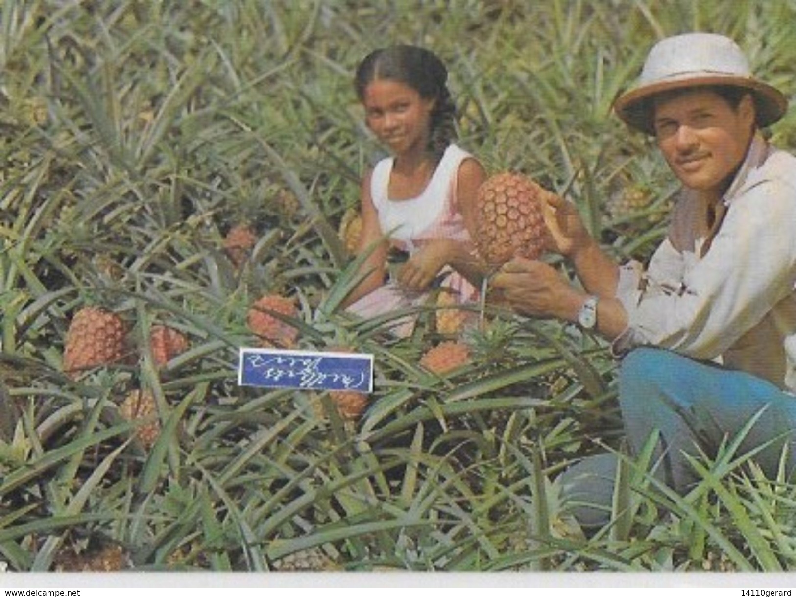 MARTINIQUE Recolte D'ananas Au Morne Rouge - Autres & Non Classés