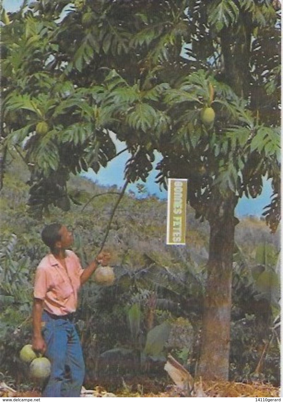 MARTINIQUE  L'arbre à Pain Et Ses Fruits - Autres & Non Classés