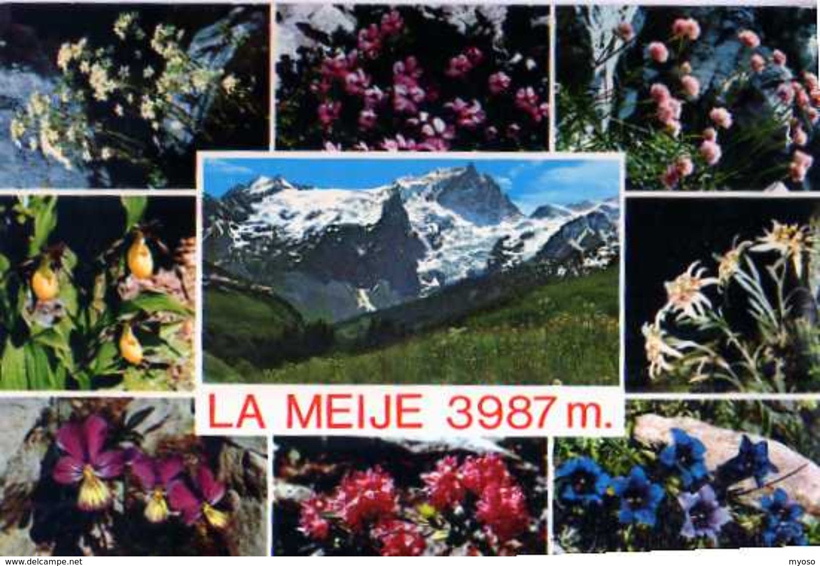 05 LA MEIJE 3987m,corbeille D'argent,androsace,sabot Venus,pensee,rhododendron,gentiane,etoile D'argent,gazon D'olimpe - Autres & Non Classés