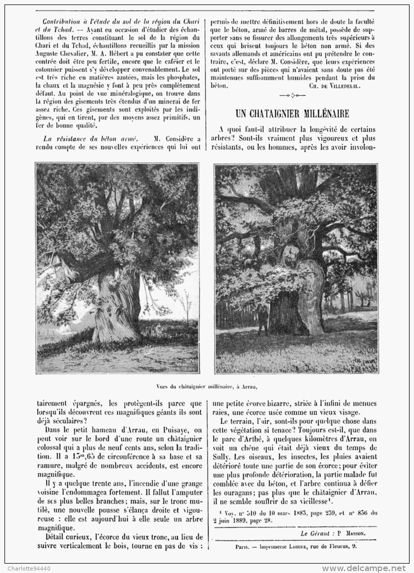 LE CHATAIGNIER Et Le CHENE MILLENAIRE A ARRAU Et Dans Le PARC D'ARTHE Prés De PARLY  1905 - Bourbonnais