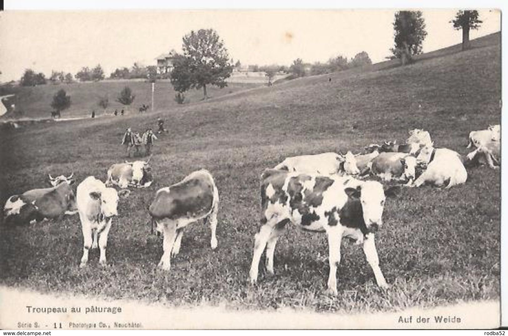 CPA - Suisse - Troupeau Au Paturage - Vache - Auf Der Weide - Au