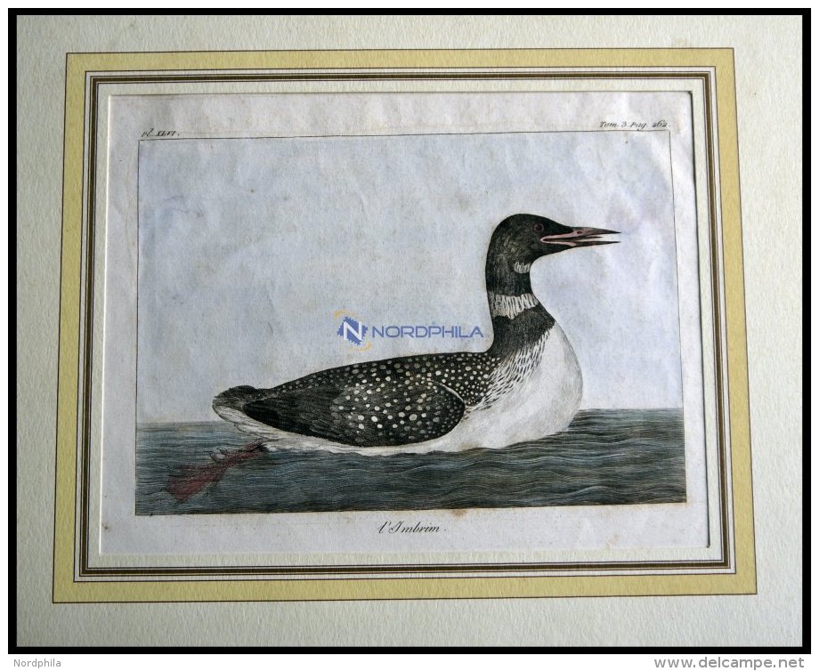 Der Schwimmvogel (I`mbrim), Kolorierter Kupferstich Von Olafsen Aus Atlas Du Voyage En Islande Von 1802 - Lithographien