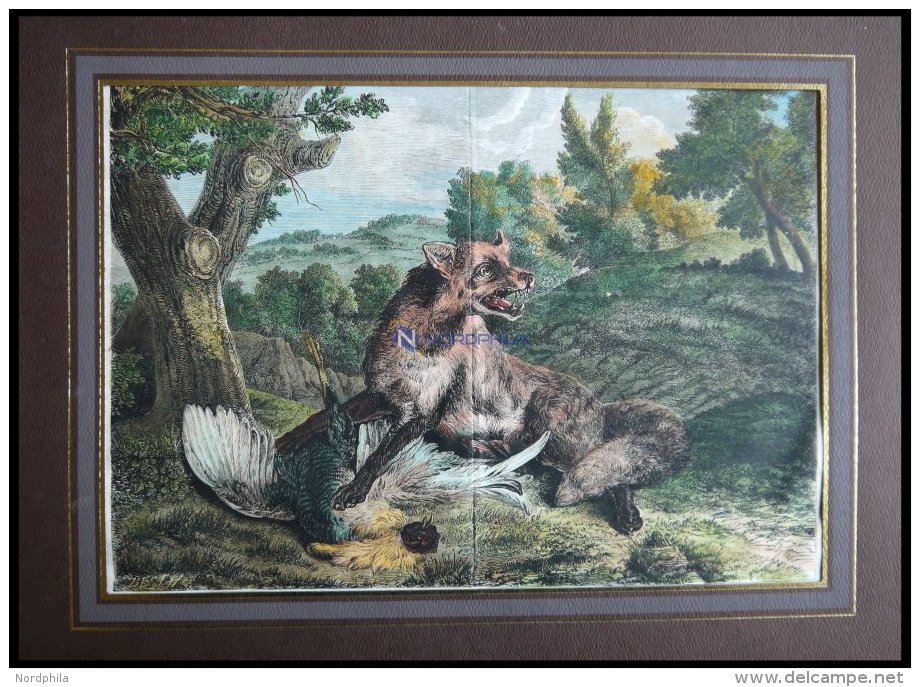 Fuchs Und Seine Beute (Fuchs Und Auerhahn), Kolorierter Holzstich Um 1880 - Lithographien