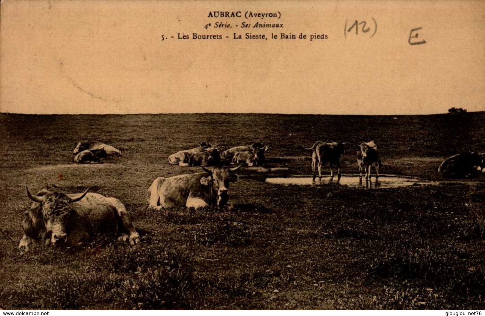 12-AUBRAC..SES ANIMAUX...CPA - Autres & Non Classés