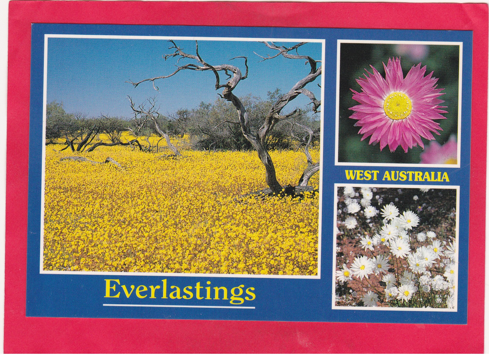 Modern Post Card Of West Australia ,B25. - Other & Unclassified