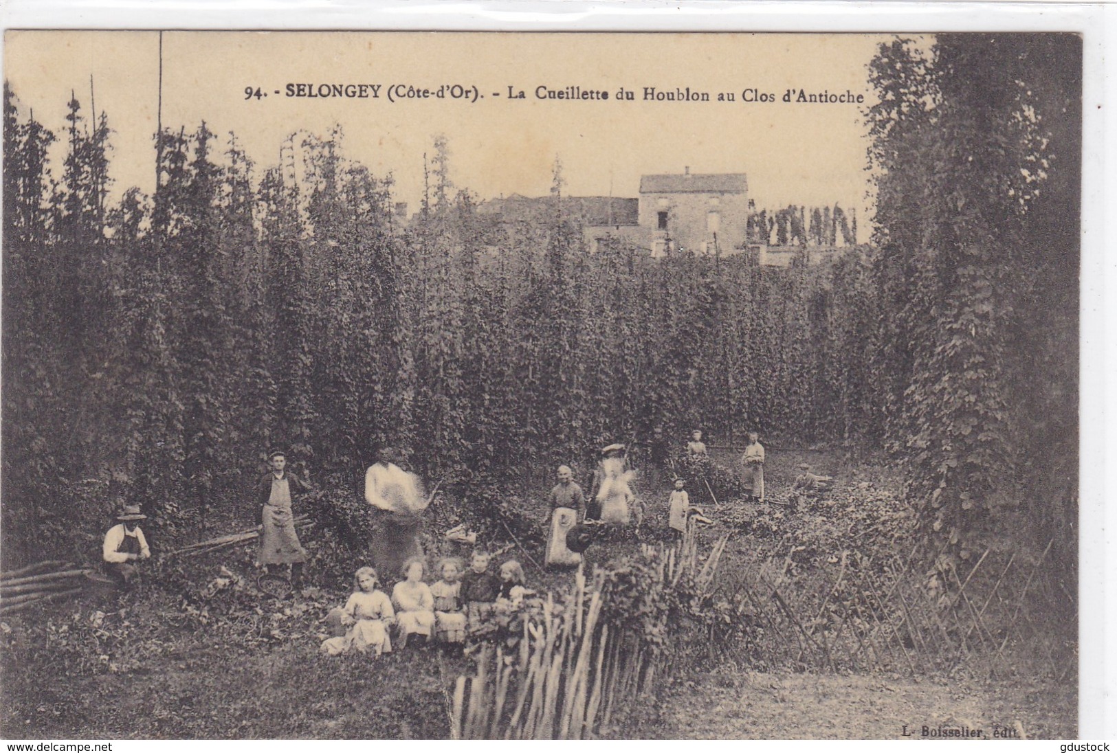 Côte-d'Or - Selongey - La Cueillette Du Houblon Au Clos D'Antioche - Autres & Non Classés