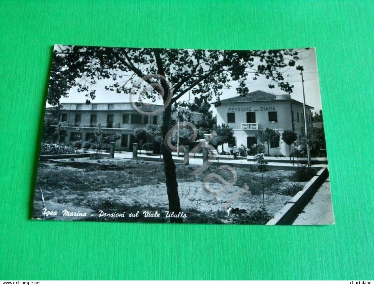 Cartolina Igea Marina - Pensioni Sul Viale Tibullo 1957 - Rimini