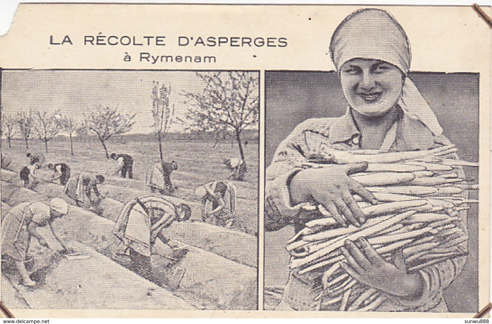 La Récolte D'Asperges à Rymenam (zeldzaam...maar Arme Conditie....) - Bonheiden