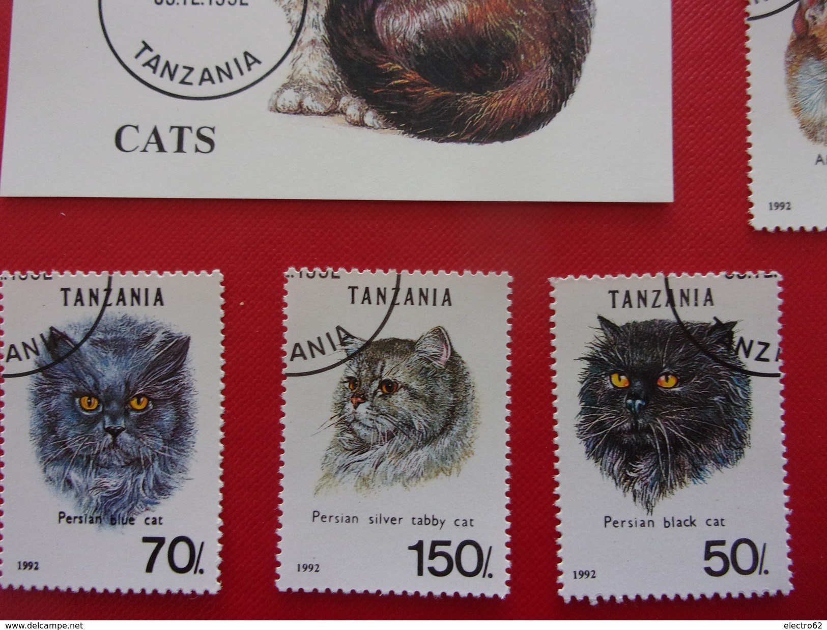 Tanzanie Chat Européen Cat Gato Katze Gatto Pisica Katt - Domestic Cats