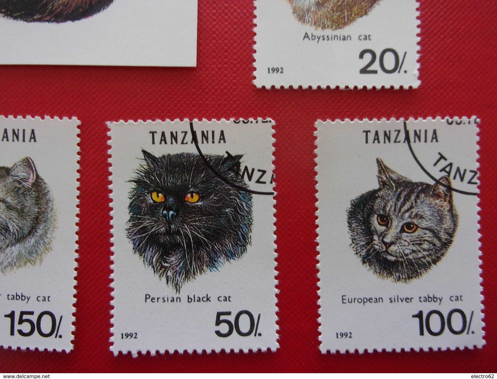 Tanzanie Chat Européen Cat Gato Katze Gatto Pisica Katt - Domestic Cats