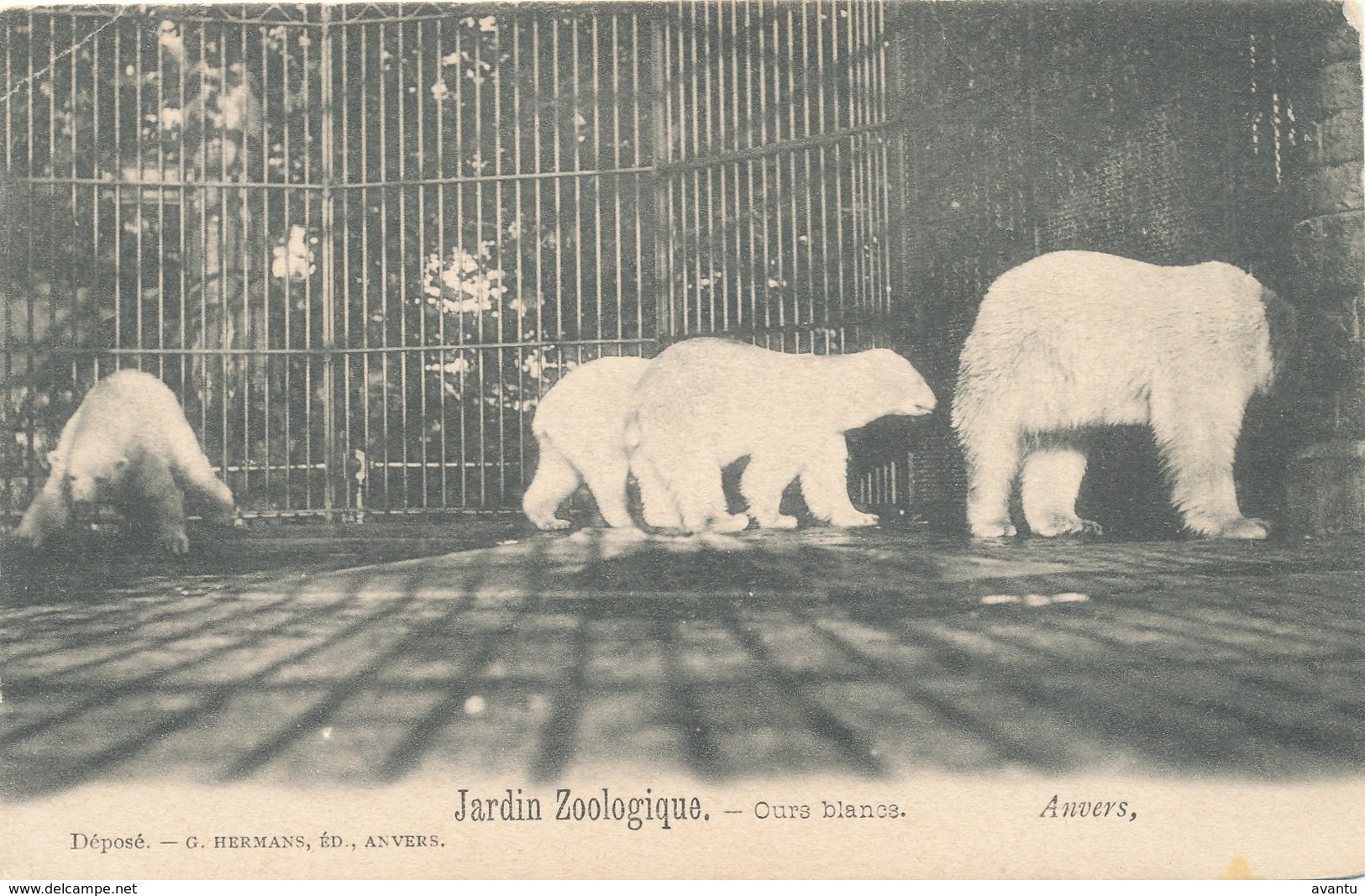 ANTWERPEN / ZOO / DIERENTUIN / WITTE BEREN / OURS BLANCS - Antwerpen