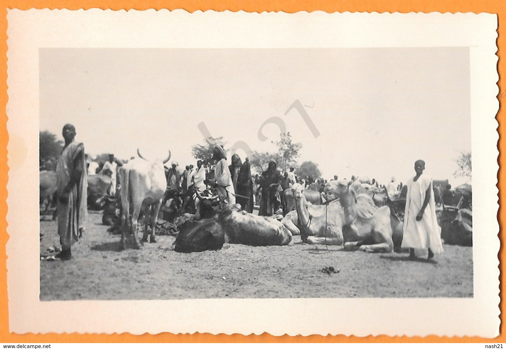 Photo  Originale D' Afrique A.O.F., Touaregs Du Niger Et Leurs Troupeaux - Afrique