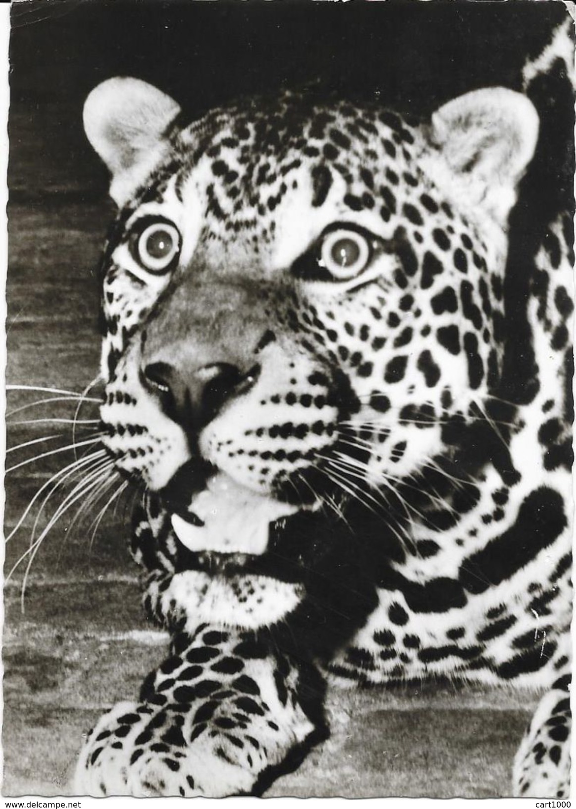 A TRAVERS LE CONGO LEOPARD ELISABETHVILLE LUMBUMBASHI 1958 - Lubumbashi