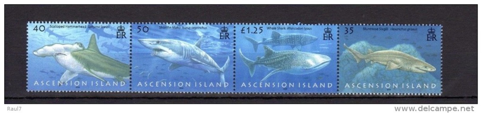 ASCENSION  2008 - Requins - 4 Val Se Tenant Neufs // Mnh - Ascension (Ile De L')