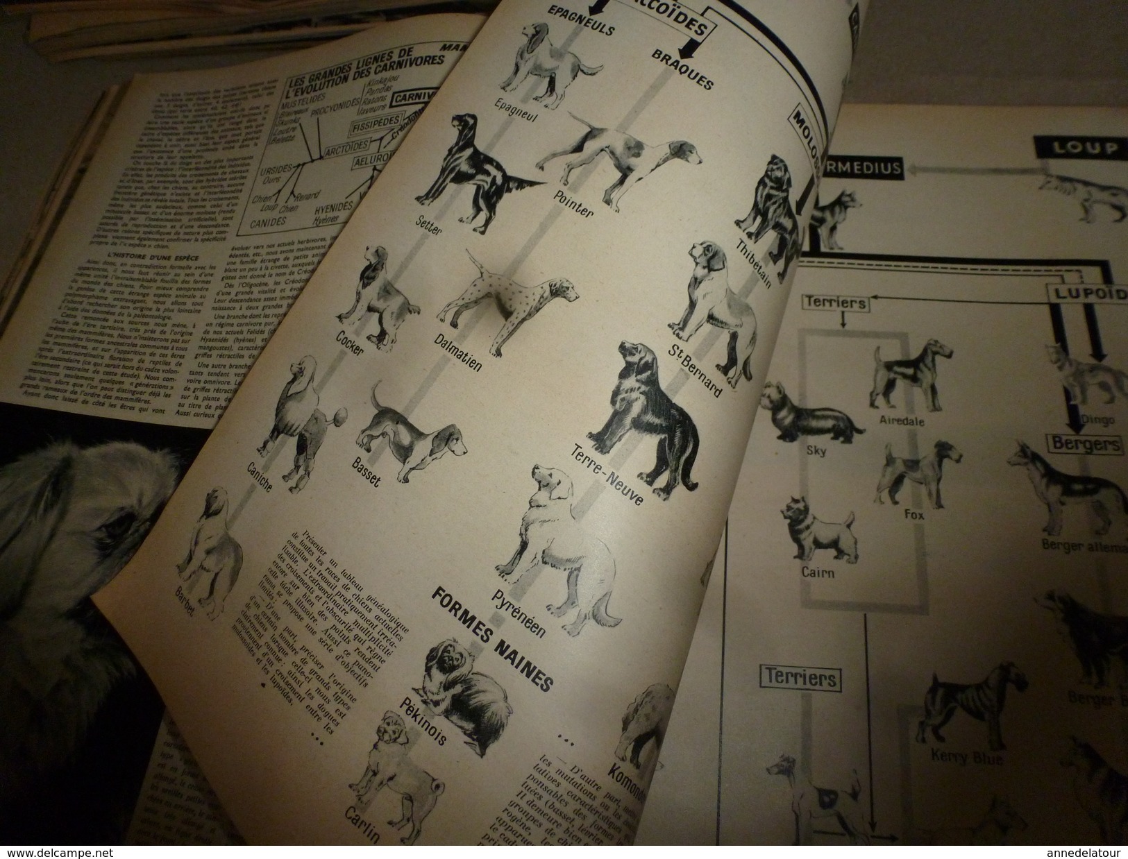 1954 SETA : Schiaorn (Suisse);Avions Kangourous;Origine-chien;Surprise-Brevets Invention;Industrie atom;Radioteléscope;