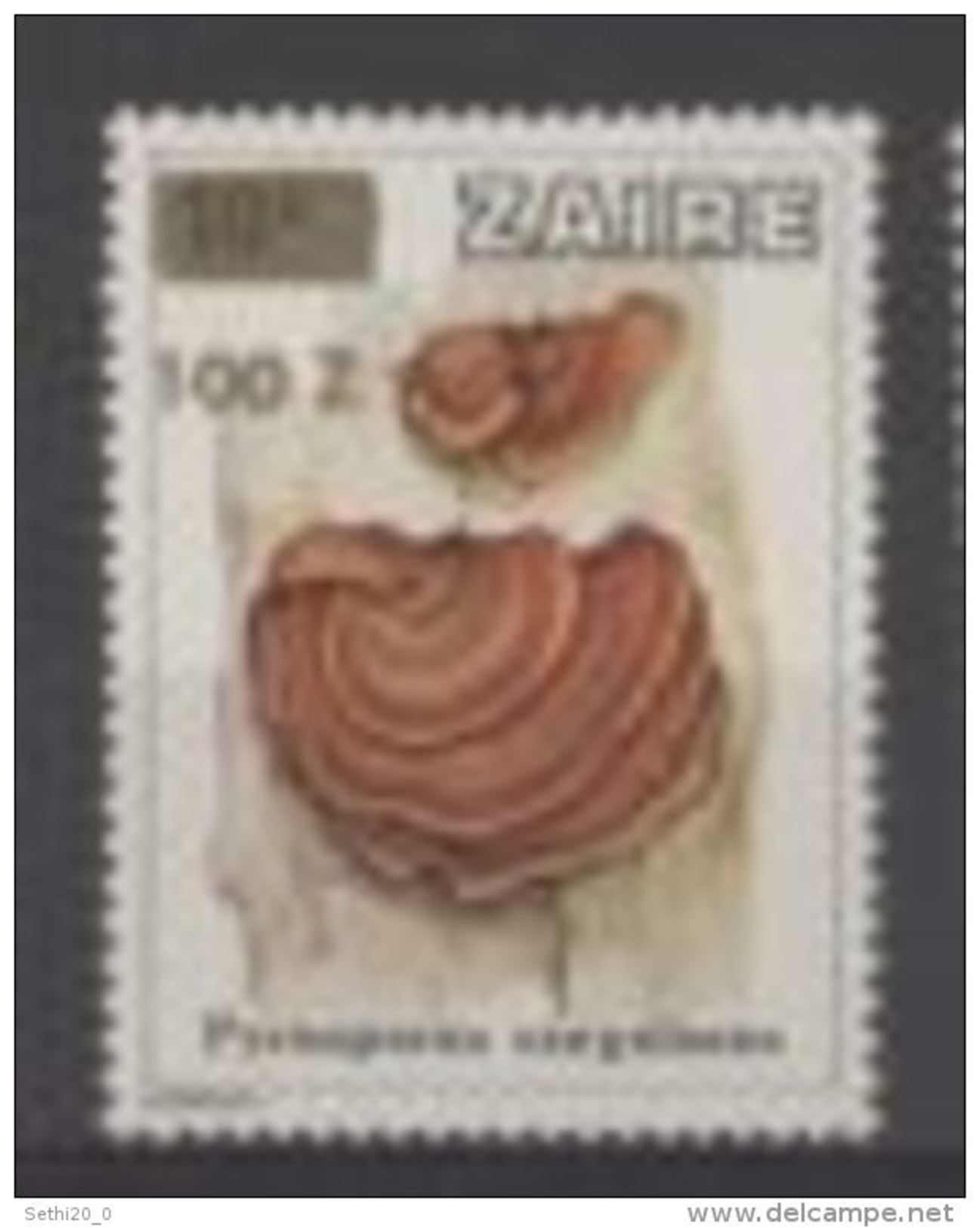 Zaire Mushrooms Champignons - Champignons