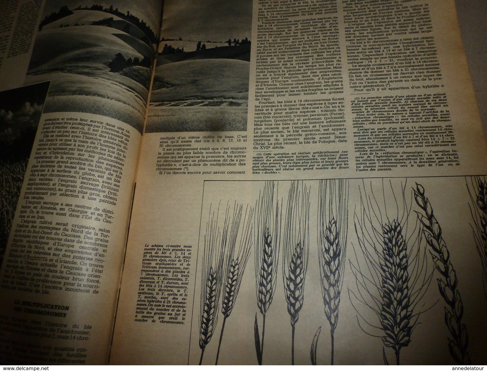 1955 SETA :Astronomie soviet;Origine du blé;Gyroscope a lames vibrantes;St-Laurent (USA);Problème des hybrides;etc