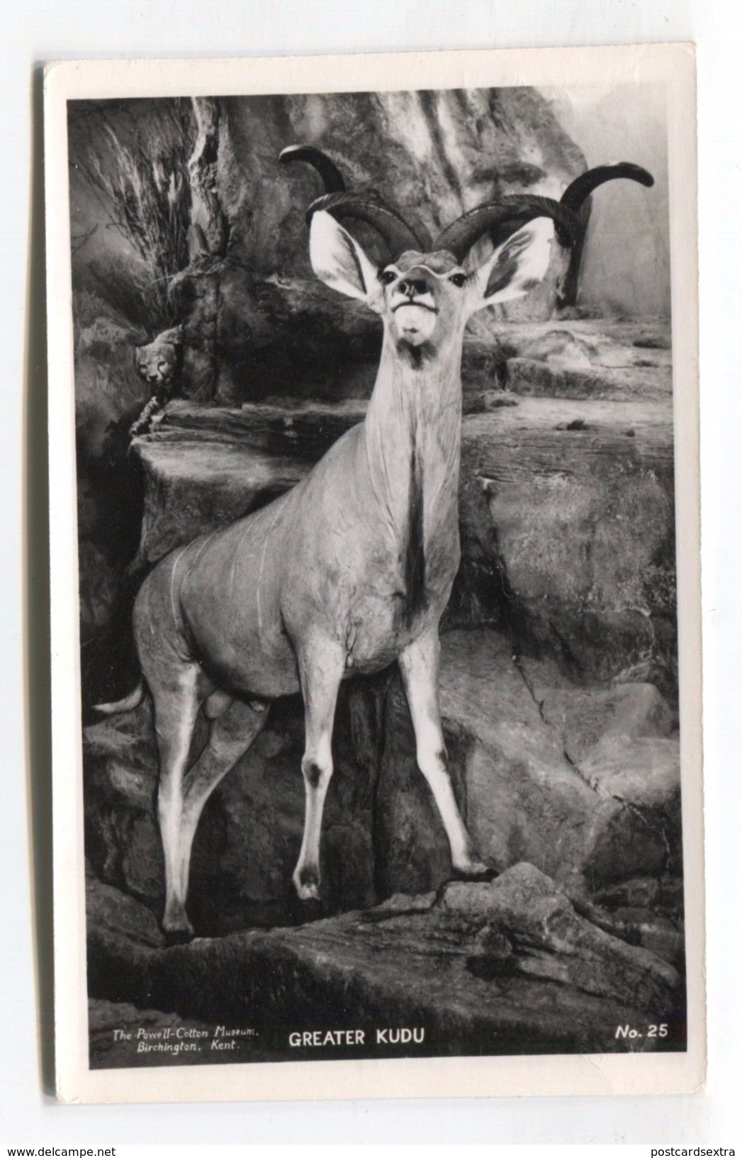 Birchington, Kent - Powell-Cotton Museum - Stuffed Greater Kudu - Taxidermy - Sonstige & Ohne Zuordnung