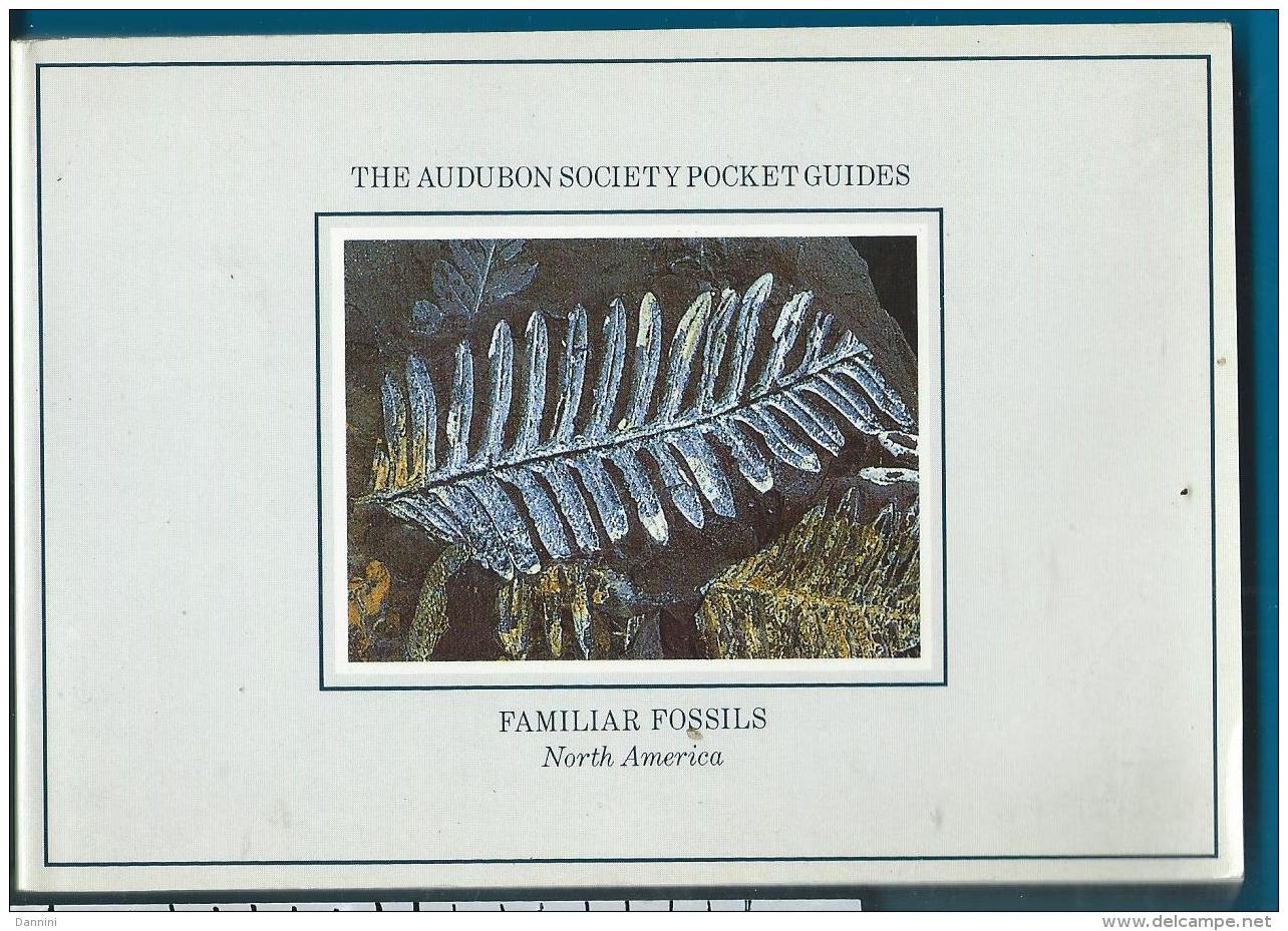 Fossils   Pocket Guide   Fossile - Sonstige & Ohne Zuordnung