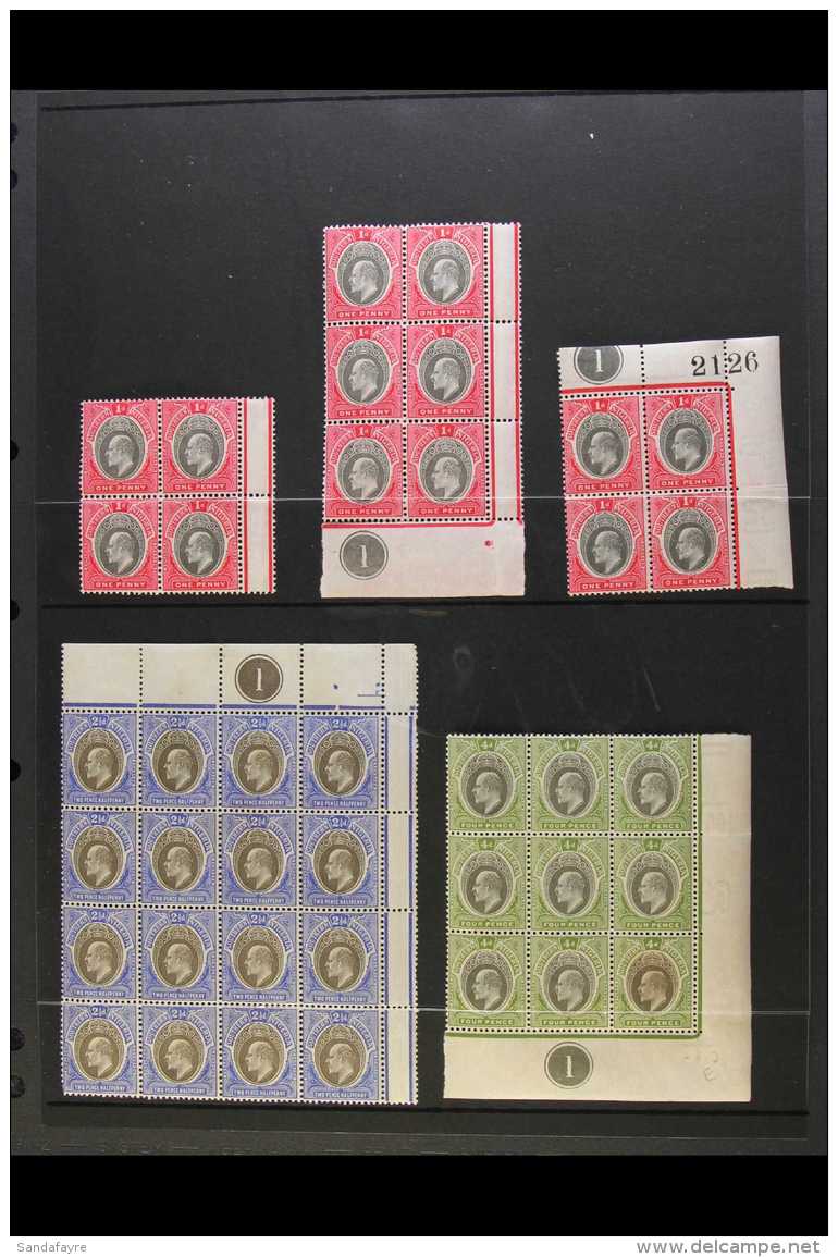 1903 - 1904 KEVII MINT MULTIPLES SELECTION A Selection Of Mint Multiples With Most Stamps Being Never Hinged.... - Nigeria (...-1960)