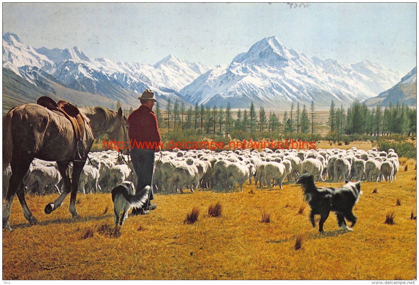 Glentanner Station - Mustering Sheep - Mount Cook - Canterbury - New Zealand - Nouvelle-Zélande