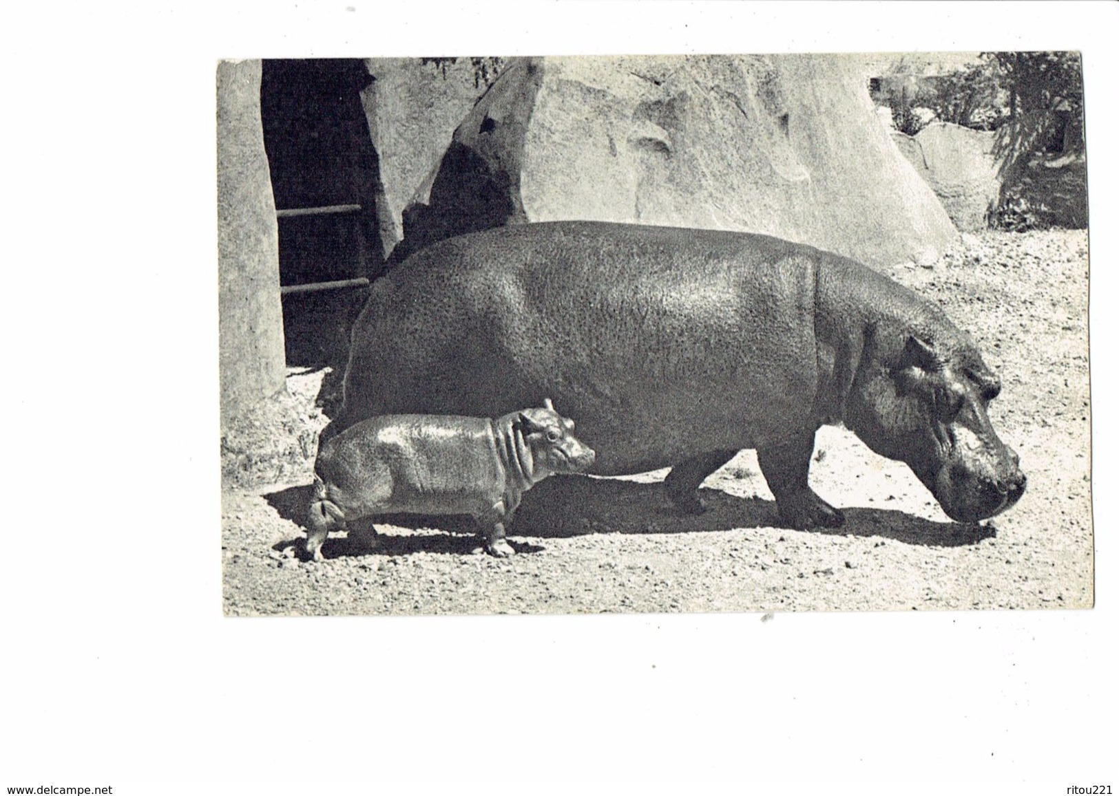 CPA - Comité Enfance - Hippopotame Et Son Petit - Parc Zoologique Bois De Vincennes - Hippopotames