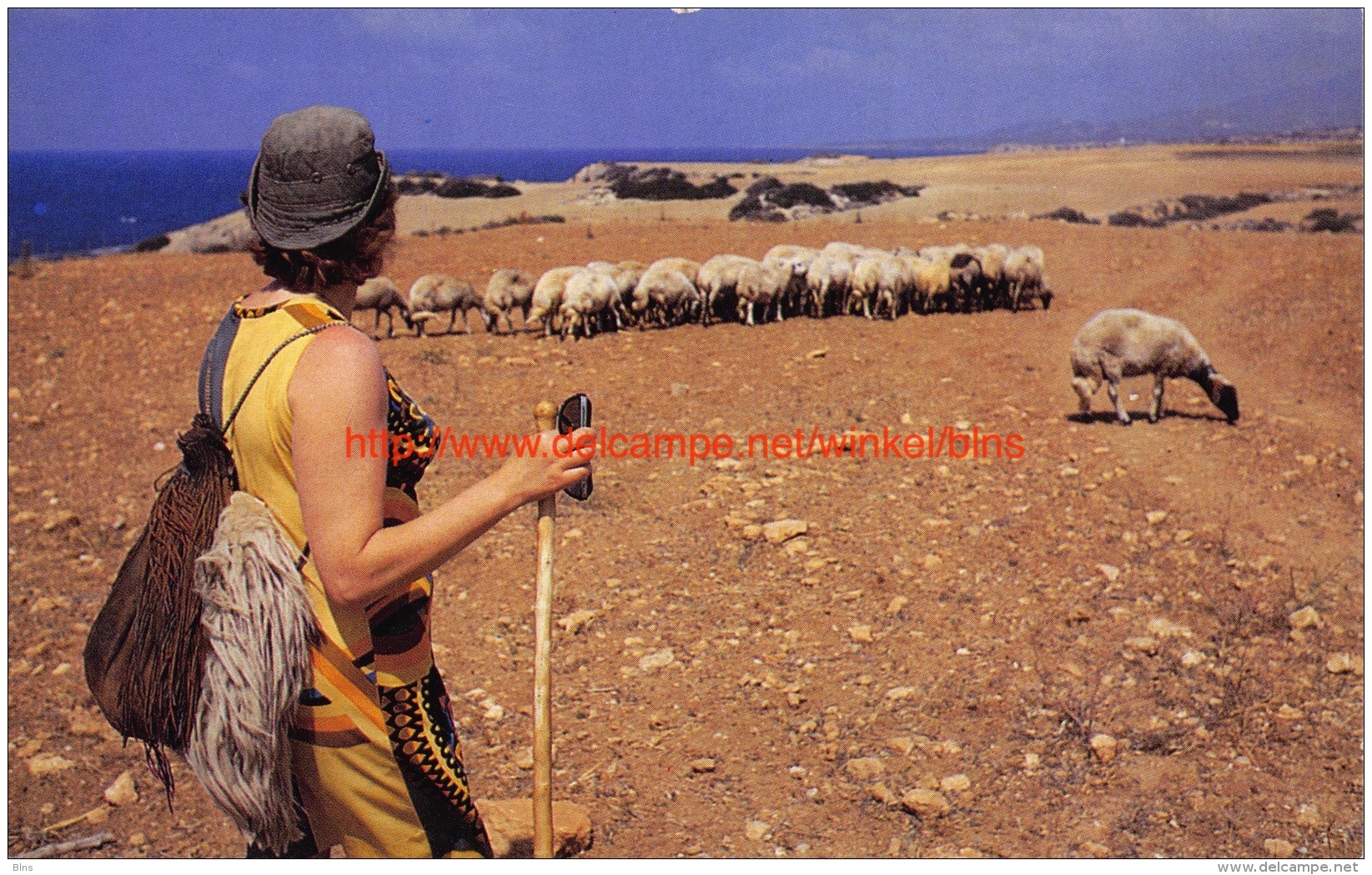 Sheep - Cyprus - Chypre