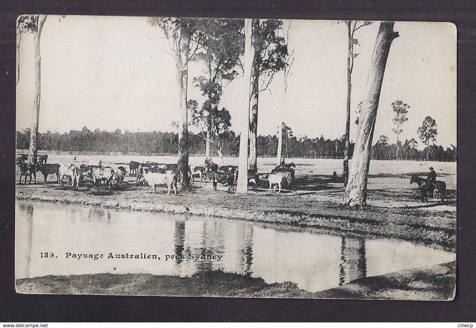 CPA AUSTRALIE - SYDNEY - Paysage Australien , Près SYDNEY TB Troupeau De Vaches RANCHERS COW-BOYS Messageries Maritimes - Sydney