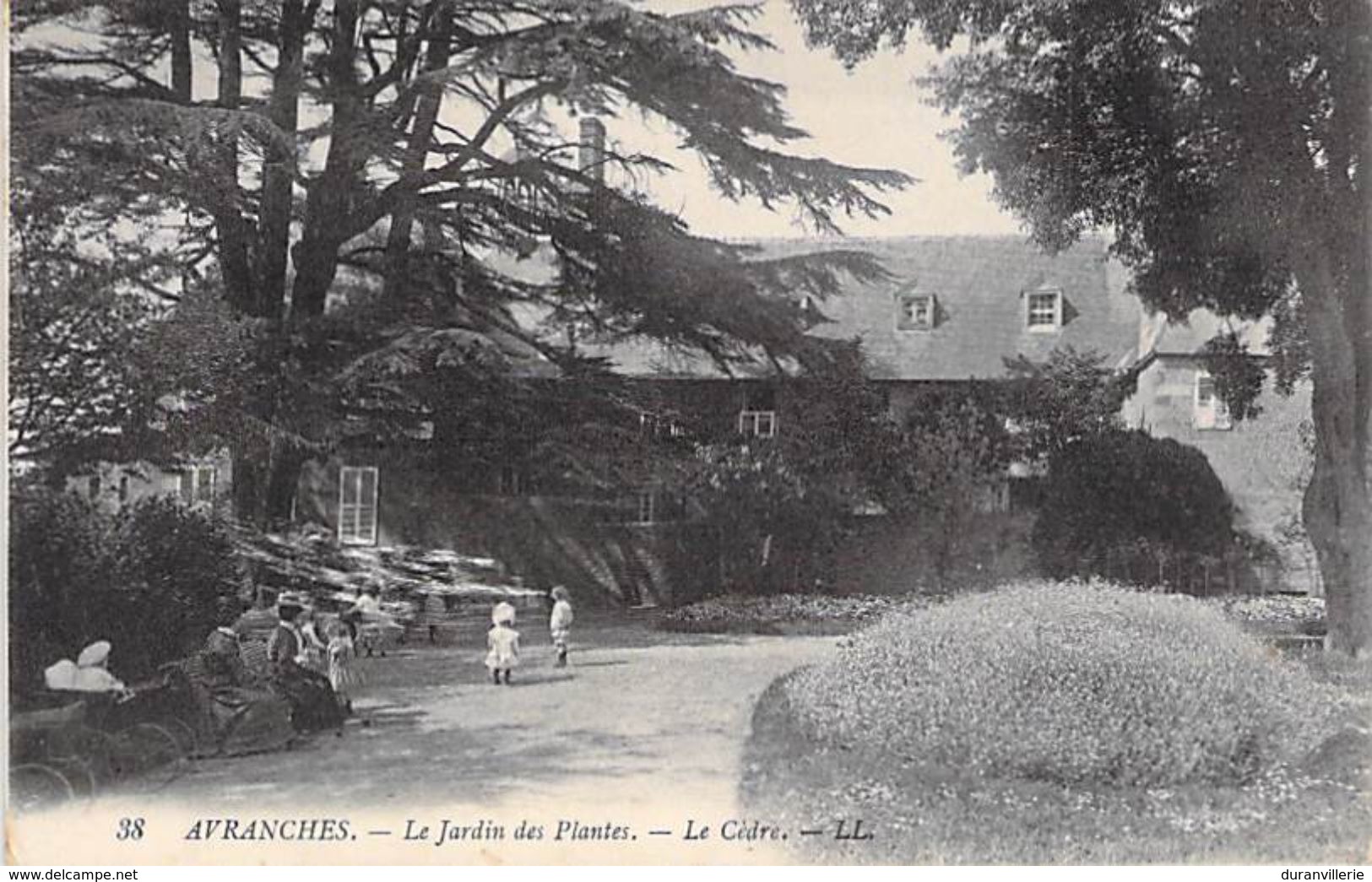 50 - Avranches - Le Jardin Des Plantes - Le Cèdre. - Avranches