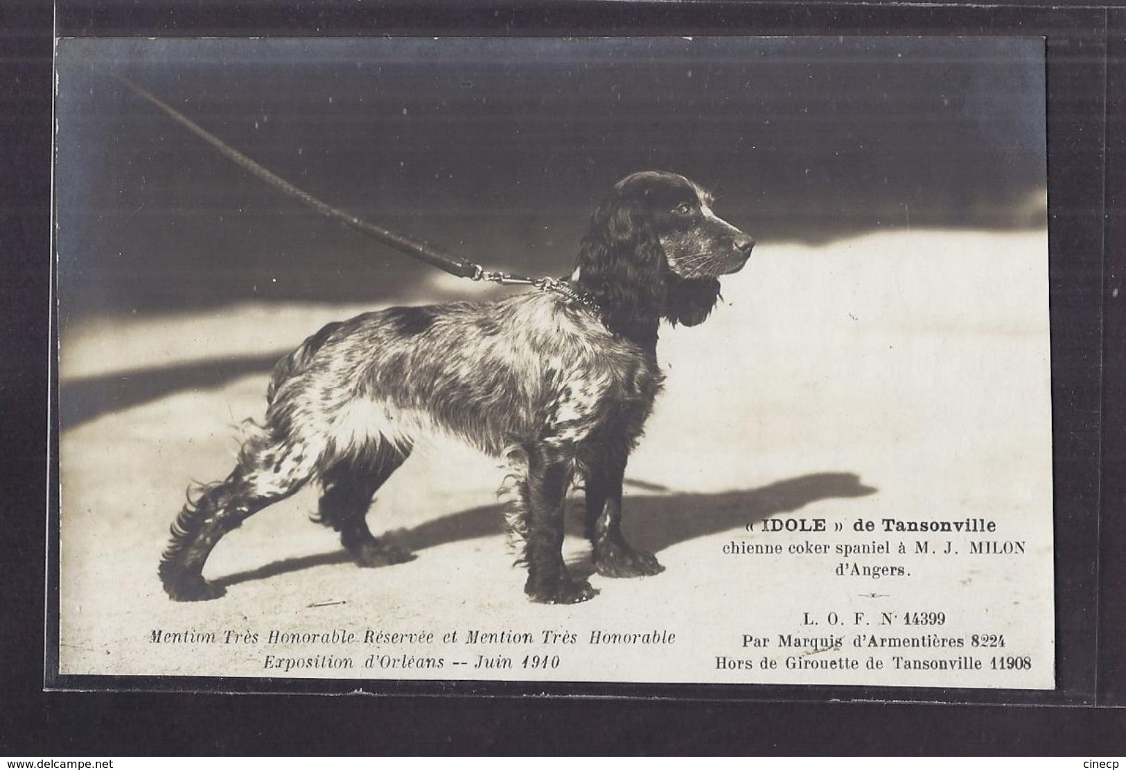 CPA 45 - ORLEANS Exposition Canine Juin 1910 " IDOLE " De Tansonville Chienne Coker Spaniel D' ANGERS TB PLAN CHIEN - Orleans