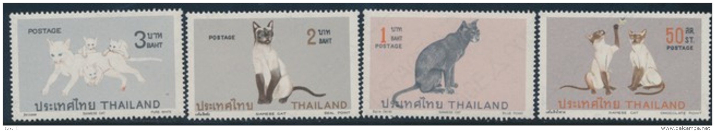 N&deg;561/64 - Chats - TB - Thaïlande