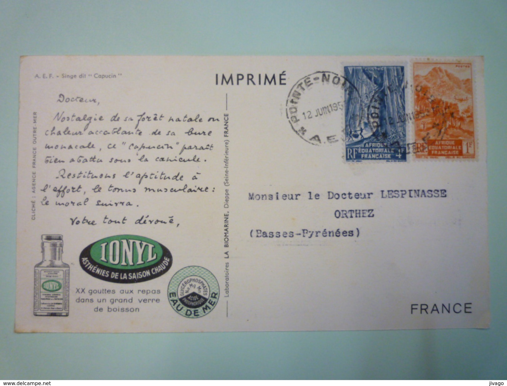 A.E.F.  POINTE-NOIRE  :  SINGE  Dit  "CAPUCIN"  -  Carte  PUB  "IONYL"   1953  (format 18 X 10,5cm)    - Pointe-Noire