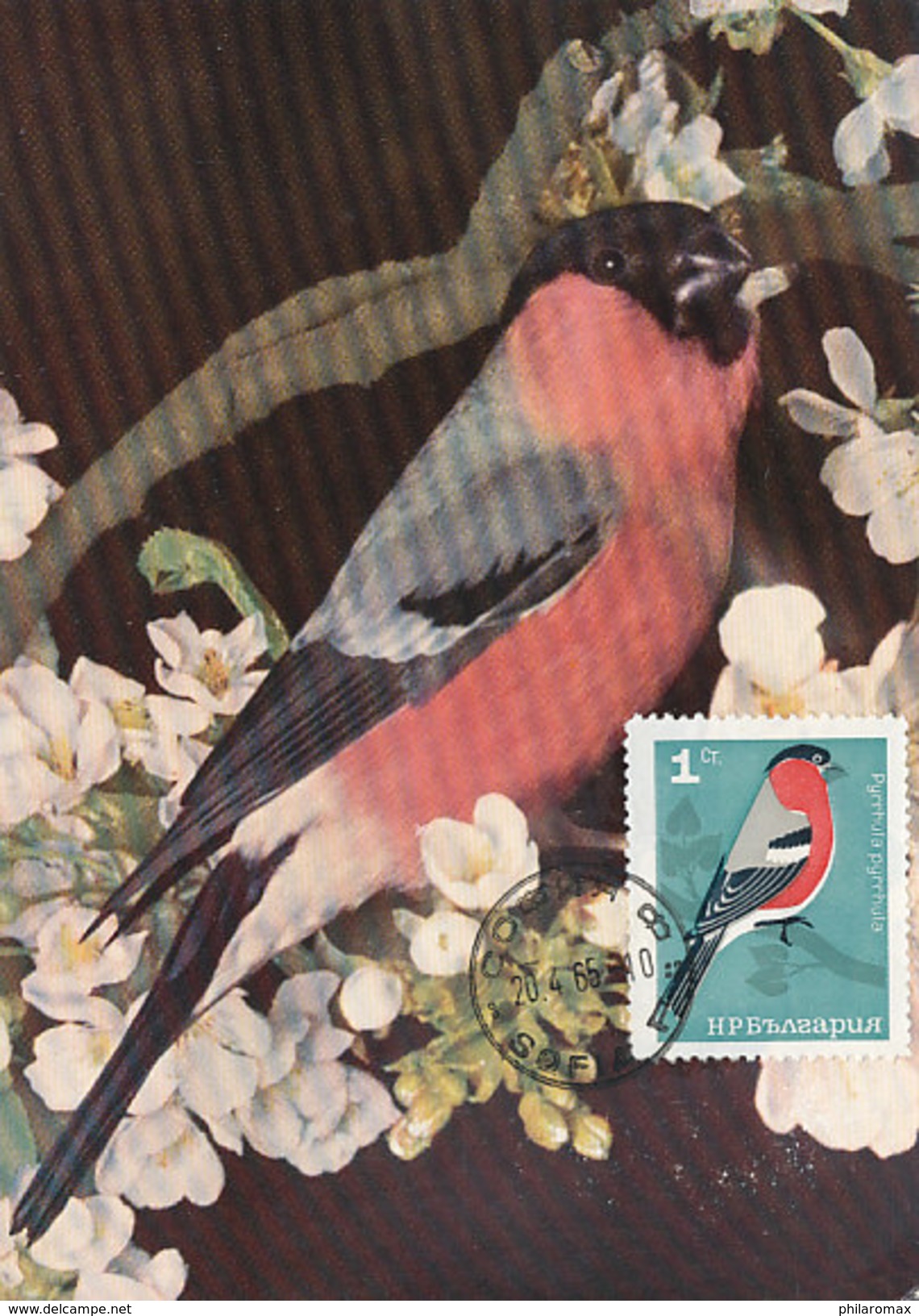 D30522 CARTE MAXIMUM CARD 1965 BULGARIA - PYRRHULA BULLFINCH BOUVRIEUL CP ORIGINAL - Sperlingsvögel & Singvögel