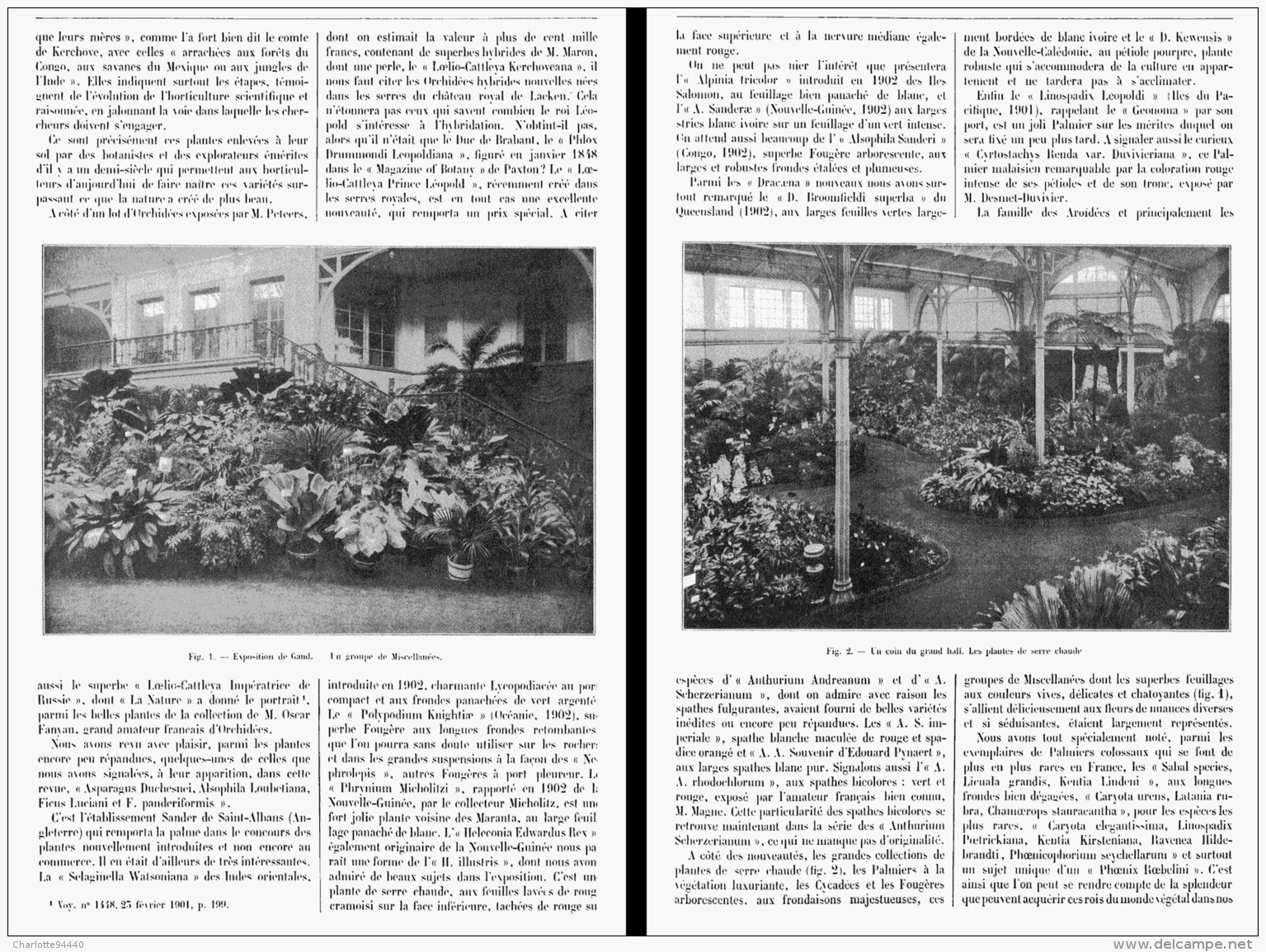 LES PLANTES NOUVELLES Aux FLORALIES GANTOISES DE   1903 - Belgium