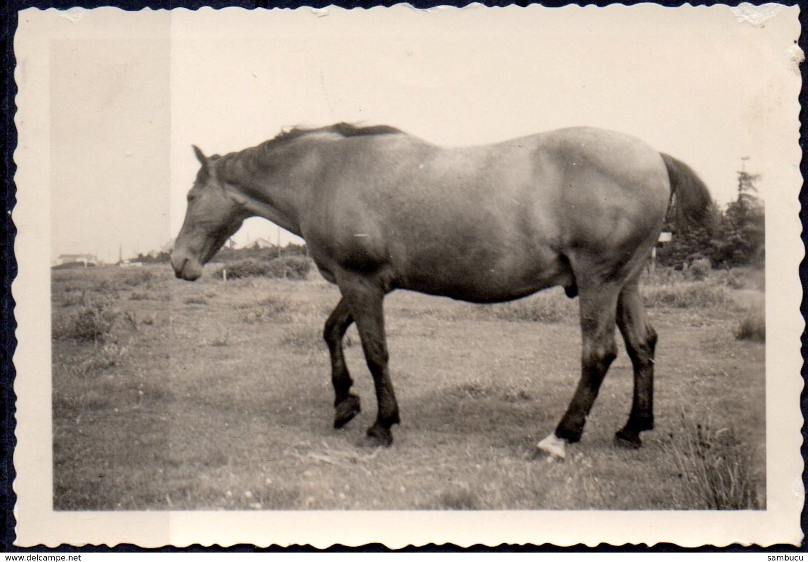 Pferd Aus Wiese Bei Taning 1935 Echtfoto - Lieux