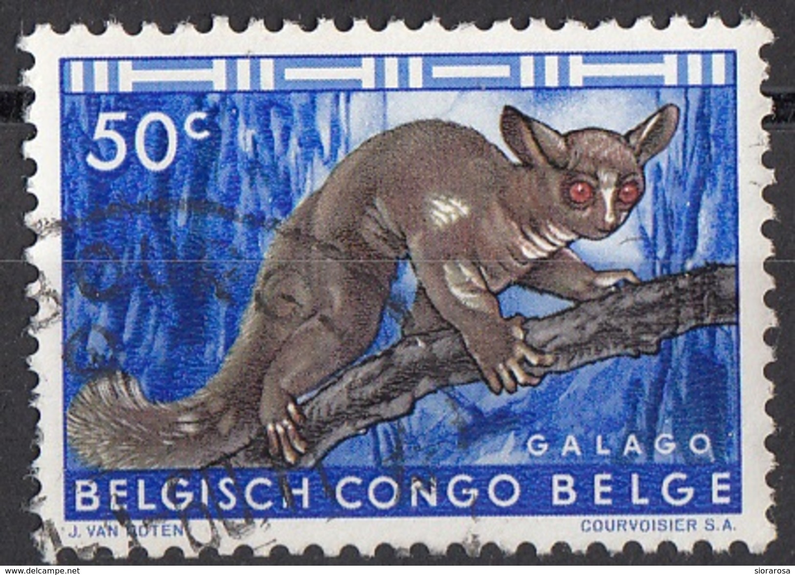 309 Congo Belga 1959 Thick-tailed Bushbaby Monkey Scimmia Belge Belgisch Belgium Used - Monkeys